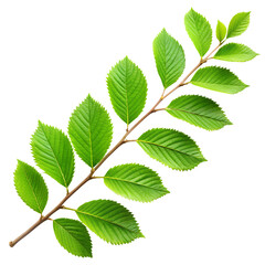 green leaves isolated on white background