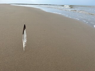 A bird's feather stuck vertically in the sand on the beach
