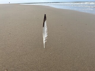 A bird's feather stuck vertically in the sand on the beach