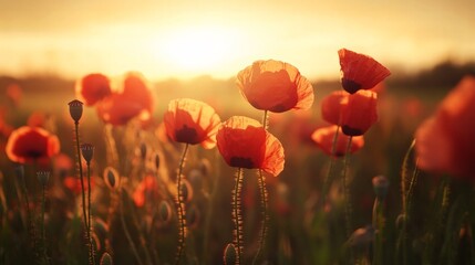 Obraz premium Bright red poppies swaying in the breeze, with a soft-focus countryside backdrop and a warm sunset glow