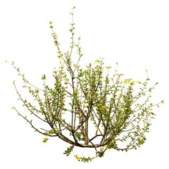 3D Rendering Creosote Bush on White