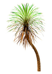 Fototapeta premium 3D Rendering Yucca Palm Tree on White