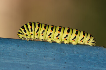 A large green and black caterpillar is crawling on a blue surface