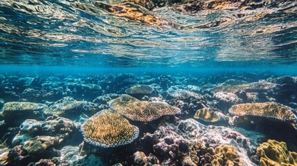 Vibrant Coral Reef Wonderland, a breathtaking underwater habitat teeming with colorful marine life, intricate coral formations, and shimmering azure waters inviting exploration.