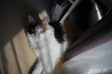 日向ぼっこしながらくつろぐ猫（メインクーン）