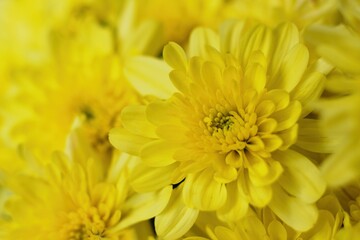 Chrysanthemum also called mums flower. Autumnal garden inspiration for container plants.