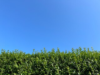 In the two-part photograph, the blue sky can be seen at the top and a green hedge at the bottom