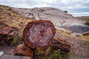 log of petrified wood, triassic
