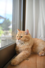 窓辺で外を見ている猫（マンチカン）