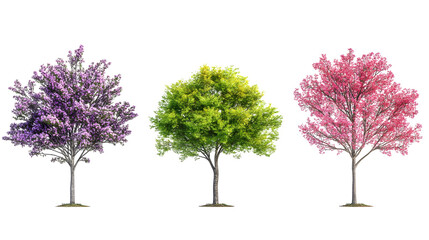 Fototapeta premium Three Isolated Trees in Full Bloom Displaying Vibrant Purple, Green, and Pink Leaves on a Transparent Background