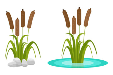 Vector illustration. Cartoon pond plant set collection. Reed, acquatic plants isolated icon on white background.