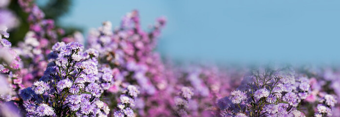 Banner Purple Pastel margaret flower floral blossom blurred background. Pastel violet romance bloom...