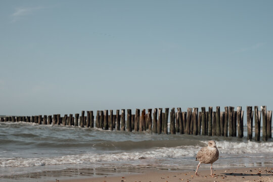 Dutch Seagull