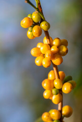 Vertical Man Hands harvest coffee bean ripe yellow berries plant fresh seed coffee tree green eco organic farm. Vertical Horizon Close up hands picking yellow ripe coffee seed robusta arabica berry