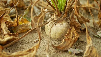 Drought sugar beet dry field land Beta vulgaris altissima garden, very drying up soil cracked...