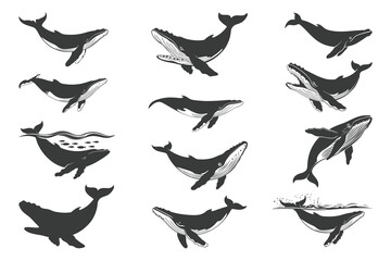 Whale Vector files for cricut and silhouette, blue whale icon set,, Humpback Whale SVG,