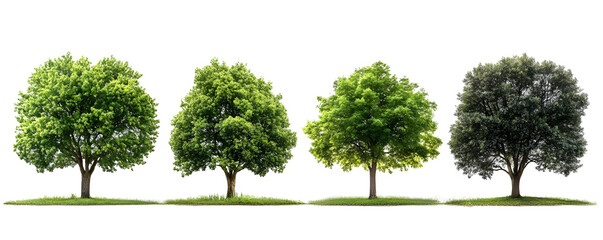 Four Lush Green Trees Stand on Isolated White Background with Transparent Background for Easy Editing.