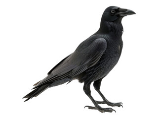 Fototapeta premium American crow. Isolated PNG