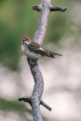 a sparrow on a branch