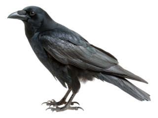 American crow. Isolated PNG