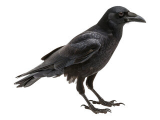 Fototapeta premium American crow. Isolated PNG