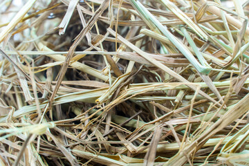 Dry rice straw pile, hay, texture