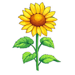 Obraz premium A vibrant digital illustration of a sunflower with bright yellow petals and lush green leaves isolated on transparency PNG background, perfect for botanical designs, educational materials