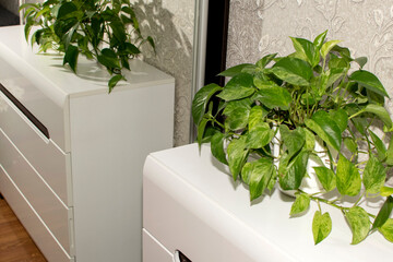 Home decorative plant in the room reflected in mirror