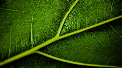 Macro Photo of Leaf Texture Ficus lyrata, commonly known as fiddle-leaf, is a species of plant in the mulberry and Moraceae families. Leaf background. Dark Mode
