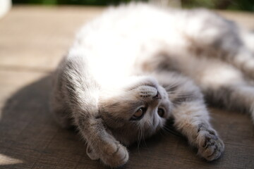 A grey cat with a fluffy coat is lying on a wooden surface, stretching one paw out, with soft sunlight enhancing its fur texture and peaceful demeanor.