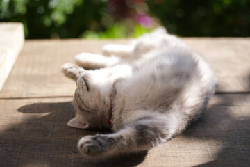 A grey cat with a fluffy coat is lying on a wooden surface, stretching one paw out, with soft sunlight enhancing its fur texture and peaceful demeanor.