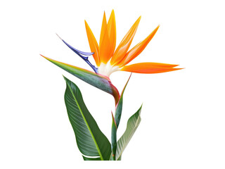 Bird of paradise flower. Isolated PNG