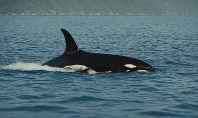 Fototapeta premium An orca swims through the blue ocean waters off the coast of Alaska