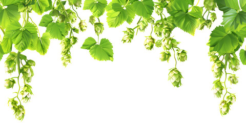 Fototapeta premium Fresh hop frame, isolated on white background, fresh hop, hop frame, isolated, white background, hop plant, hop cone, brewing, beer 