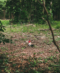 rooster in the field Florida 
