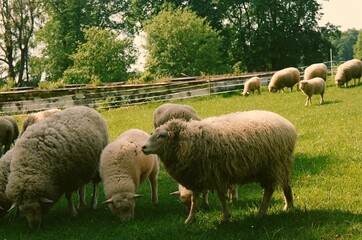 Grazing sheeps