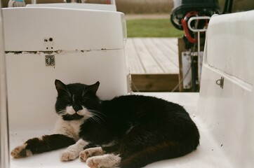 Cat on a yacht