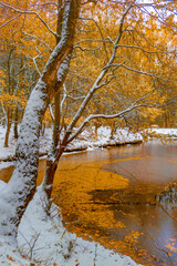 Obraz premium First snow and golden colored trees by pond in fall