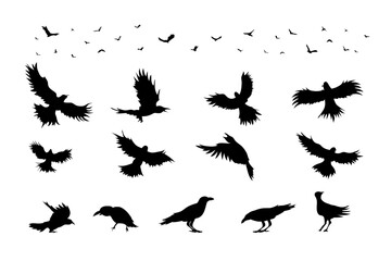 Silhouette Crow black color in many action and spreads wings, flying, Gliding, standing, Swooping. Animal vector for design element.