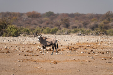 Oryx with large horns standing Near a watering hole in Etosha National Park, Namibia