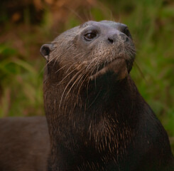 Giant otter staring into the distance 