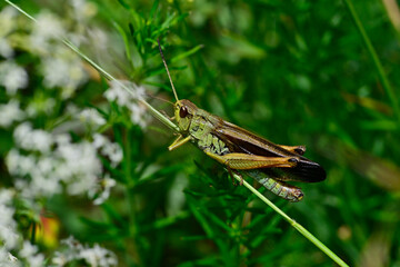 Gebirgsgrashüpfer // Large mountain grasshopper  (Stauroderus scalaris) - Žabljak (Montenegro) 