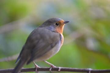 oiseau orange et gris