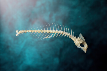 A Gilt-Head Bream axial skeleton on a beautiful deep blue-green (teal) background