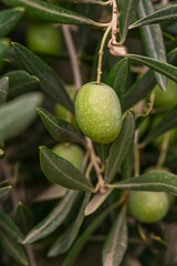 Close Up of olive tree leaves