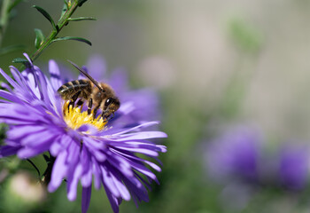 Close-up of a small honeybee sitting on a flowering purple aster in autumn and looking for food. There is space for text