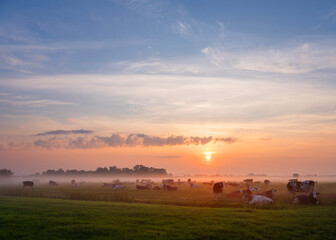 herd of cows in misty meadow during colorful sunrise in the netherlands