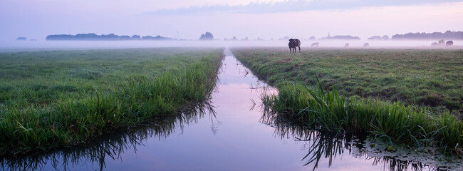 beef cows in meadow during sunrise near culemborg in the netherlands
