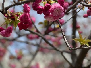 桜の蕾