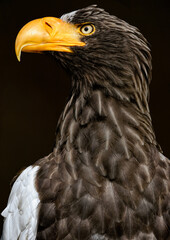 A close up of a Steller's sea eagle (Pacific sea eagle, white-shouldered eagle)